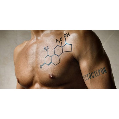 Тестостерон и его роль в функционировании организма